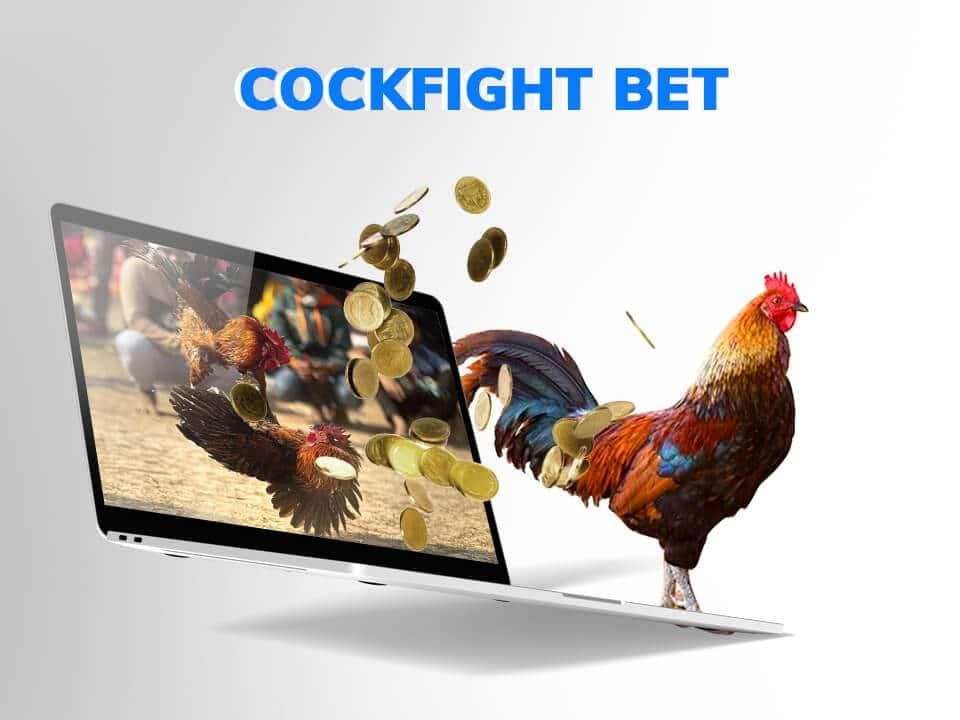 Cockfight Betting